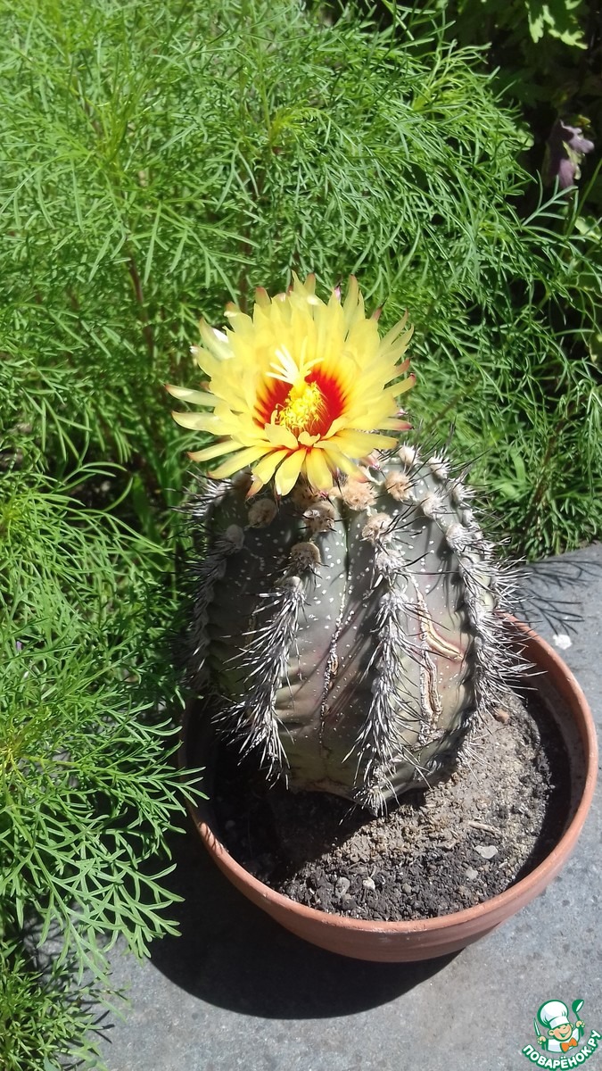 ��������.