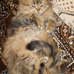 ���-��� � ��������