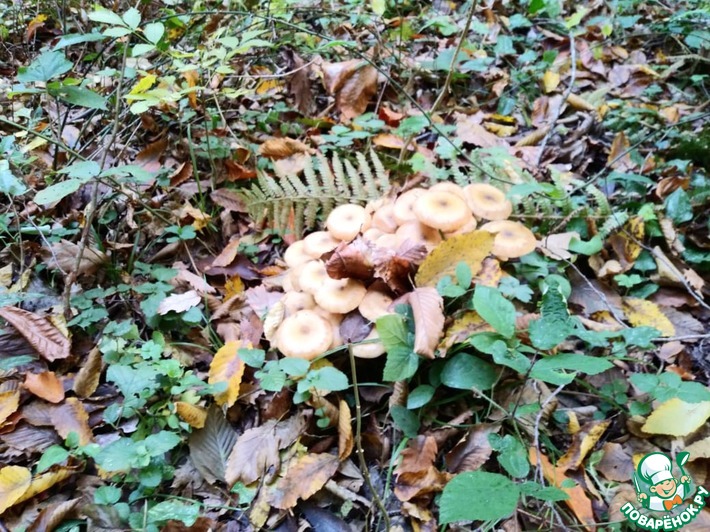 �� ����� � ���