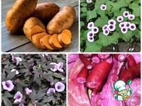 ������� ����� � ������� �����������