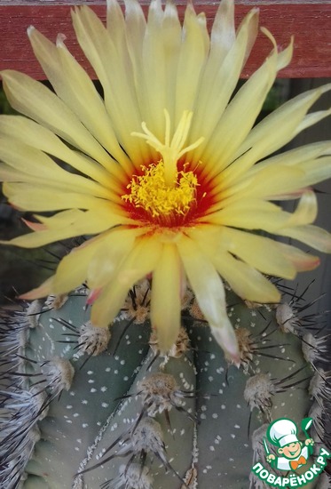 ��� ��������� ���� ���.