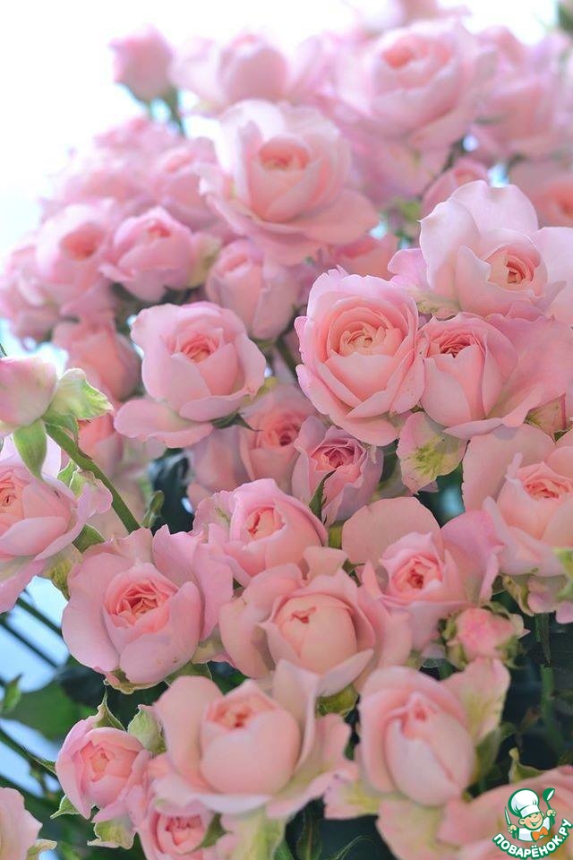 ����������� ������ vorobyshek � ���� ��������!