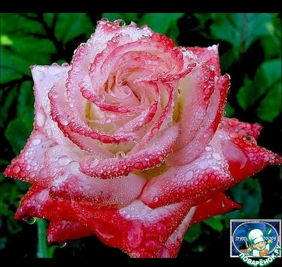 ������� ��������� � ���� �������� ��������� ( ������026).