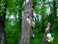 ������ �������� �������� � ������� �����������