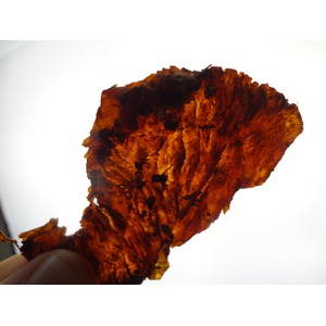 ������ ����� �� �������