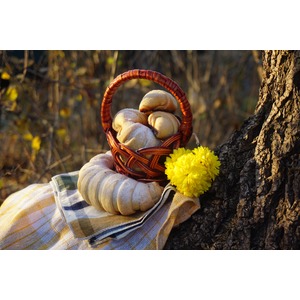 �������� � ��������