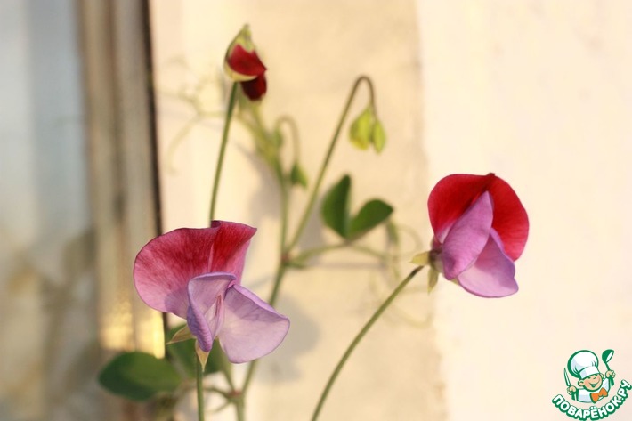 ���������������� ��������.