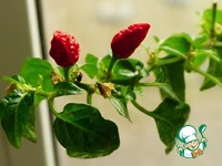 ������� �� ������� ��� ������ � ���������� �����������