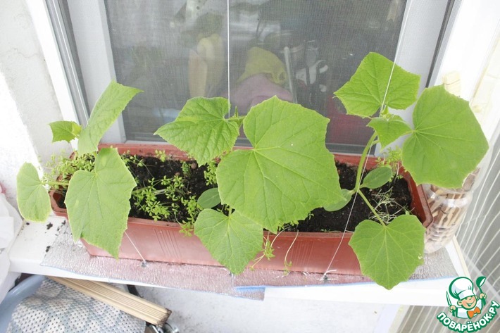 ������ �� �����������