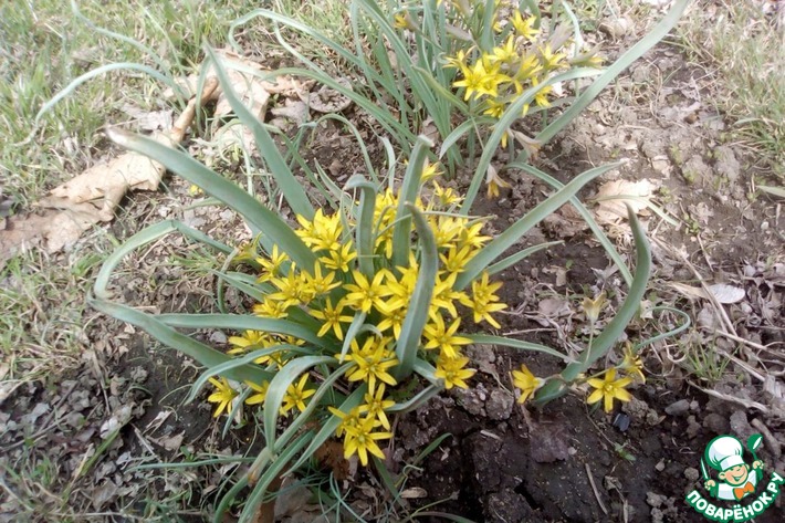 �������� ��������.