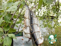 ������ �������� �������� �����������