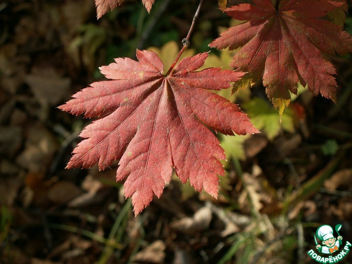 ������� ��� � ����