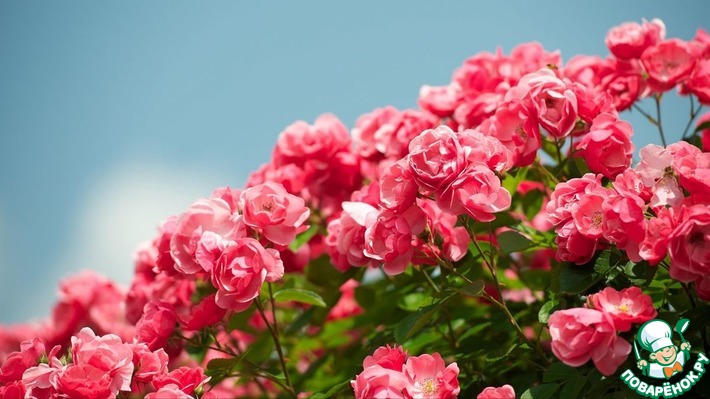 ����������� �������� (mega lana1981) � ���� ��������!