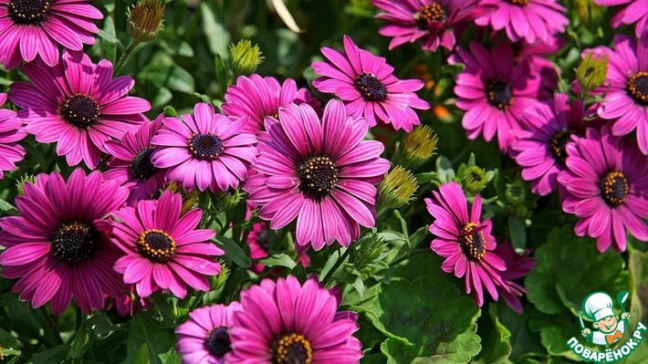 ����������� ������� (tata1108) � ���� ��������!