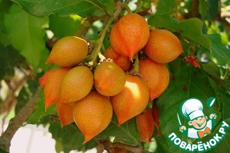 �������� �����������