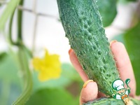 ����� � �����������, ���������� � ��������� ����� �����������