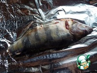 ��������-���� � �������� �����������