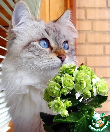 ����������� ������� ���� ������� Alefniunia � ���� ��������!