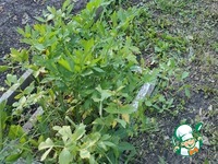 ��������� ������ �� ���� �����������