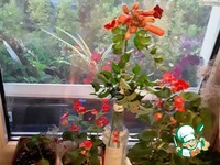 ��� ����������� "������� �������" �����������