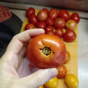 Помидоры "Душистые" Помидоры "Душистые"