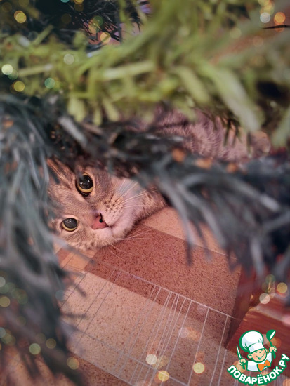 ���� ����� ��� 5 ���.