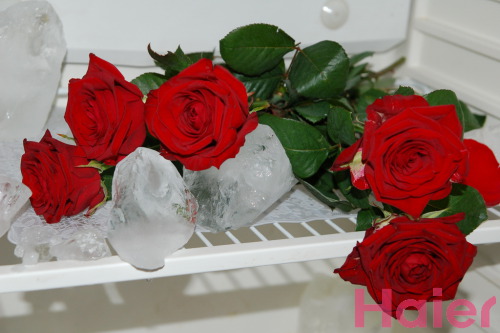 ������� �������� 