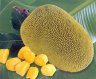 , Artocarpus heterophylius