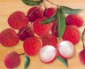 , Litchi chinensis