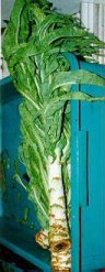 ,  , Lactuca asparagus