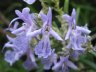 Rosmarinus officinalis, Rosemary, 