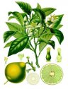 , Citrus bergamia