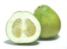 Citrus grandis, 