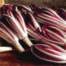 , Radicchio