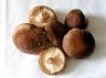 Lentinus edodes  agaricus edodes, 