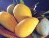 , Mango nang klang wan