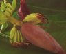  , Banana flower