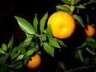  (citrus aurantium)