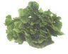 , Escarole