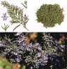 Rosmarinus officinalis, Rosemary, 