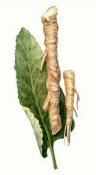, Horseradish