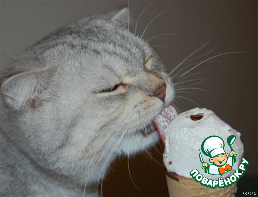 Кот с тортиком. Кот в сметане. Мороженое и кот. Рыжий кот с икрой. Колбаса для кошек.